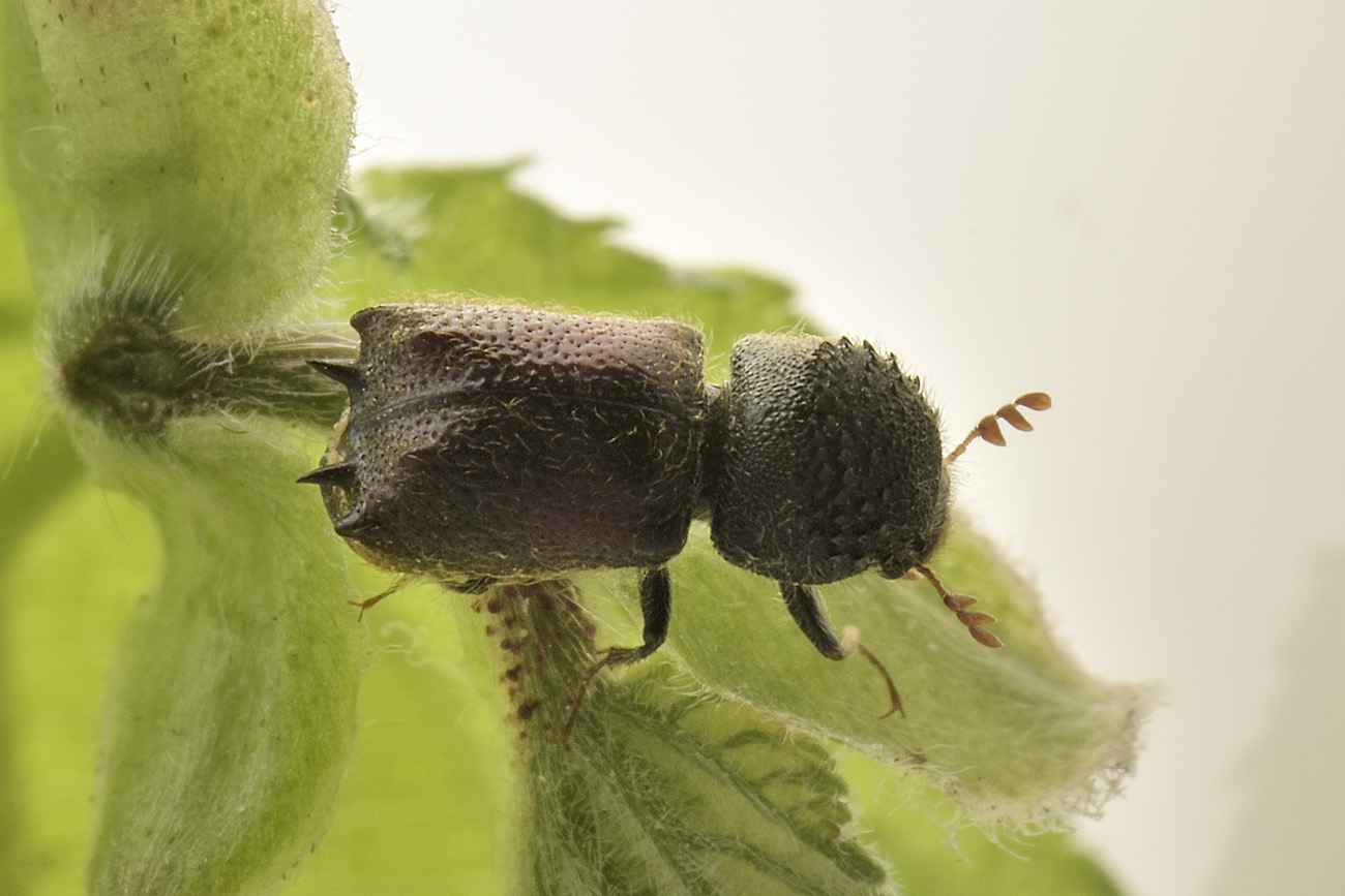 Bostrichidae: Sinoxylon sexdentatum